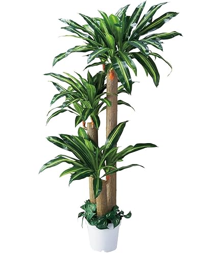 Amazon｜フェイクグリーン ベンジャミン ダブル 高さ180cm 61-428-23